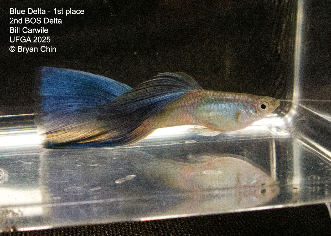 Guppy Blue